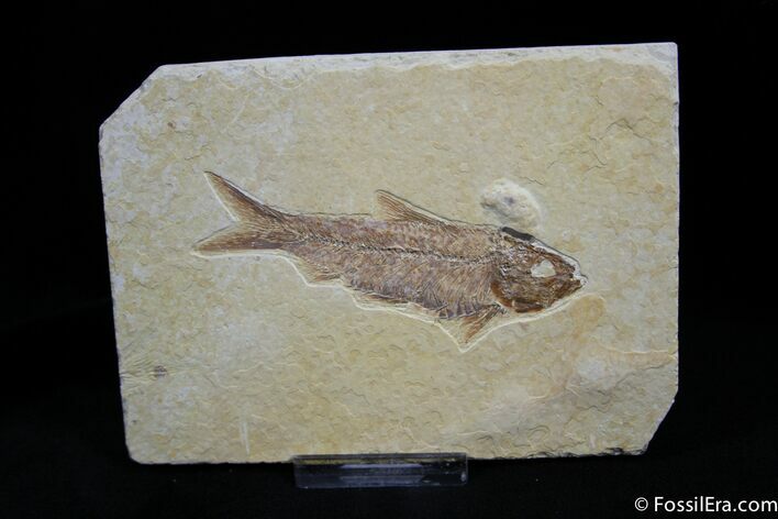 Beautiful Inch Knightia Fossil Fish #782